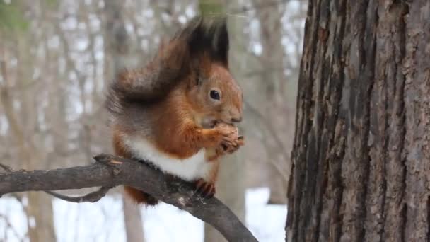 リスは木の枝に座ってナッツを食べ 前足でそれを保持します — ストック動画