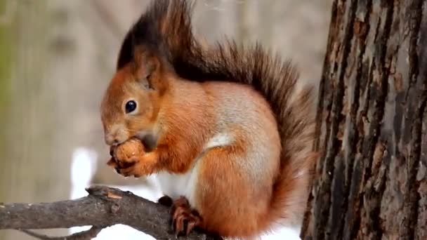 Eekhoorn Eet Een Noot Eekhoorn Zit Een Boomtak Eet Een — Stockvideo