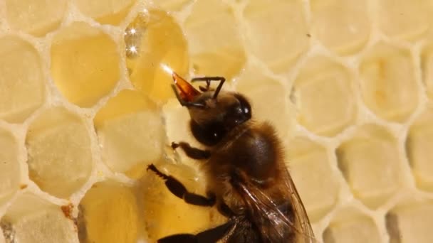 Bienen Füllen Honigwaben Mit Nektar Der Dann Feineren Umgewandelt Wird — Stockvideo