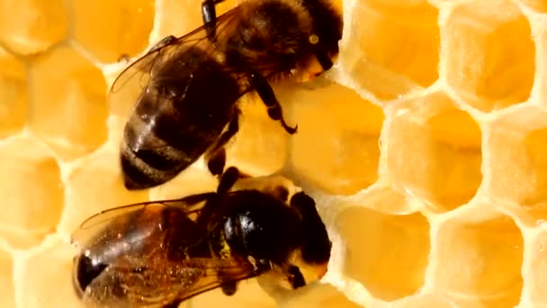 蜂は蜜で蜂の巣を満たし その後電話に変換されます — ストック動画