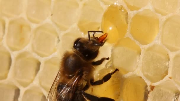 Bijen Vullen Honingraat Met Nectar Die Vervolgens Wordt Omgezet Hone — Stockvideo