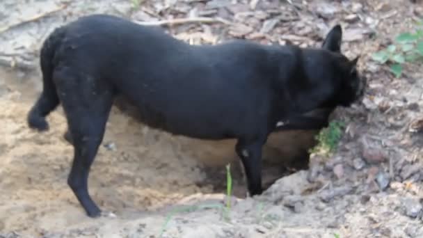 Berburu Anjing Pelatihan Dengan Bantuan Indra Penciumannya Anjing Merasakan Kehadiran — Stok Video