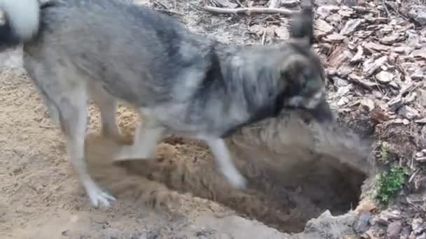 Entrenamiento Perros Caza Con Ayuda Sentido Del Olfato Perro Siente — Vídeos de Stock