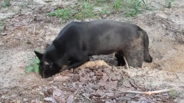 Entraînement Chien Chasse Avec Aide Son Odorat Chien Sent Présence — Video