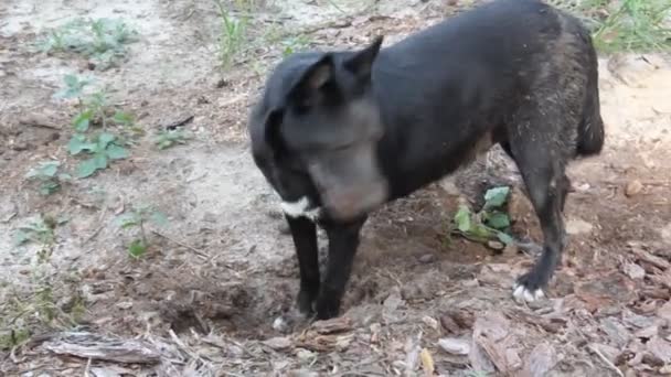 Охота Собак Помощью Обоняния Собака Чувствует Присутствие Другого Животного Землей — стоковое видео