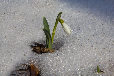 Kar damlası karı delip geçti ve sıcaklık ve ışığa dönüştü. Orijinal çekim. Çiçeğin adı, onun gelişiminin bir aşamasına karşılık gelir..