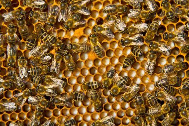 Arı kolonisinin gelişiminin belirtileri. Çerçevede polenler, yumurtalar, larvalar ve kovanlara gönderilen gelişmekte olan böceklerin kozaları yer alıyor..