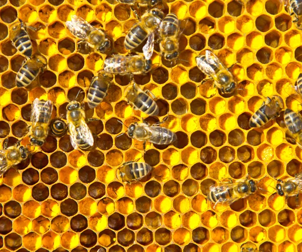 ミツバチの花粉を閉じます 花粉の色は花からの取り方によって異なります — ストック写真