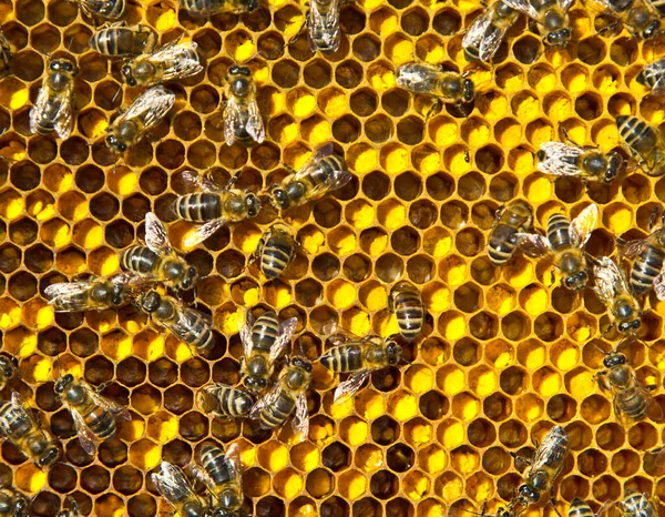 Chiudere Polline Nei Favi Colore Del Polline Dipende Come Viene — Foto Stock