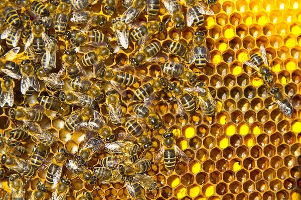 Signos Del Desarrollo Una Colonia Abejas Marco Incluye Polen Huevos — Foto de Stock