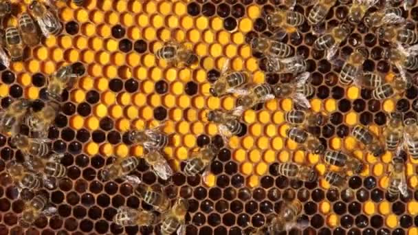 Bees Placed Pollen Cells Pollen Can Different Colors Creates Harmonious — Stock Video