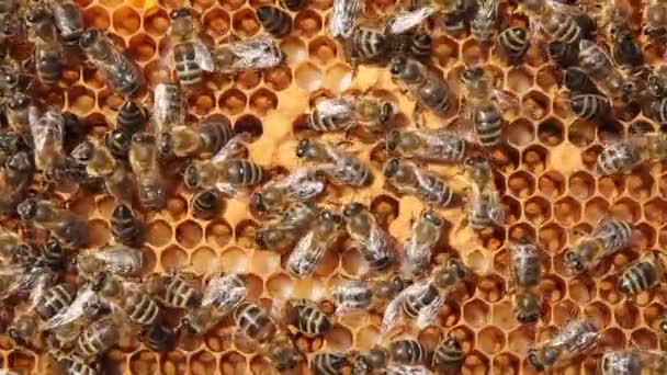 Kolonie Leven Van Honingbijen Het Frame Omvat Stuifmeel Nectar Honing — Stockvideo