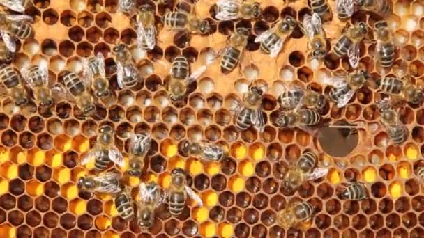 Vida Colonias Abejas Melíferas Marco Incluye Polen Néctar Miel Larvas — Vídeo de stock