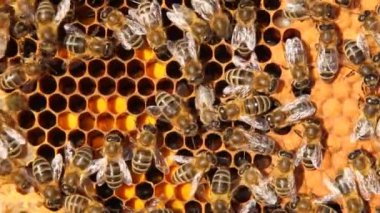 Arı kolonisinin gelişiminin belirtileri. Çerçevede polen, nektar, bal, larva ve kovanlara taşınan gelişmekte olan böceklerin kozaları yer alıyor.. 