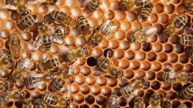 Arı kolonisinin gelişiminin belirtileri. Çerçevede polen, nektar, bal, larva ve kovanlara taşınan gelişmekte olan böceklerin kozaları yer alıyor.. 