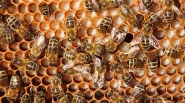 Arı kolonisinin gelişiminin belirtileri. Çerçevede polen, nektar, bal, larva ve kovanlara taşınan gelişmekte olan böceklerin kozaları yer alıyor.. 