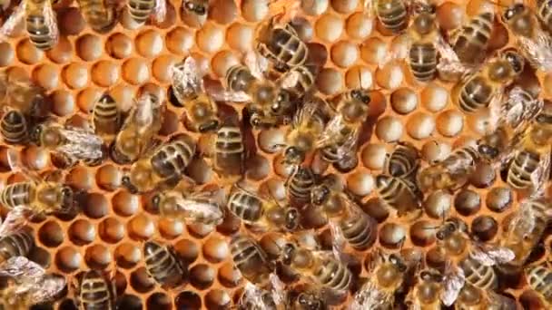 Signs Development Bee Colony Frame Includes Pollen Nectar Honey Larvae — Stock Video