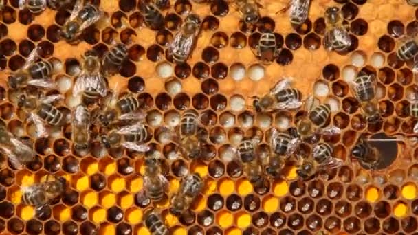 Signs Development Bee Colony Frame Includes Pollen Nectar Honey Larvae — Stock Video