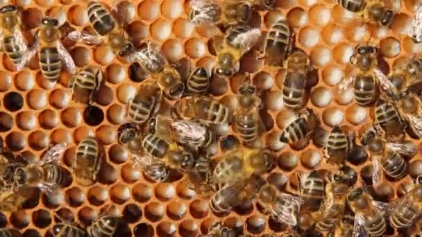 蜂群发育的标志 该框架包括花粉 幼虫和交付蜂群的昆虫茧 免版税图库视频