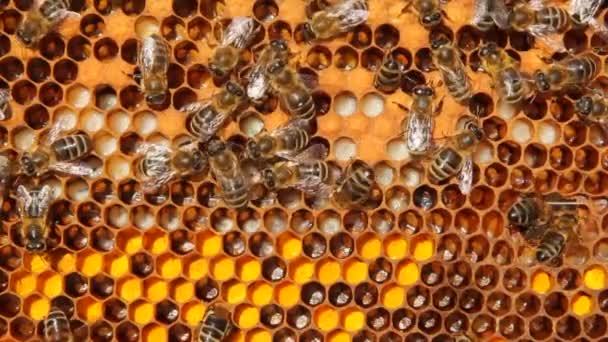 Známky Vývoje Včelí Kolonie Rámeček Zahrnuje Pyl Nektar Med Larvy — Stock video