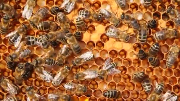 Signs Development Bee Colony Frame Includes Pollen Nectar Honey Larvae — Stock Video