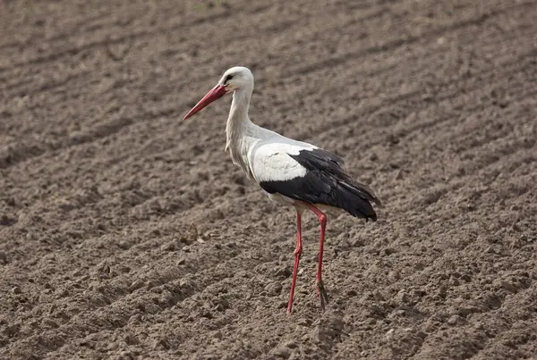 White Stork Walking Plowed Ground Search Food — Stock Photo, Image