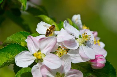 Arı, elma çiçeklerinden nektar ve polen toplar. Bu sadece böcek kolonisinin hayatını destekleyen bal hasadıdır..