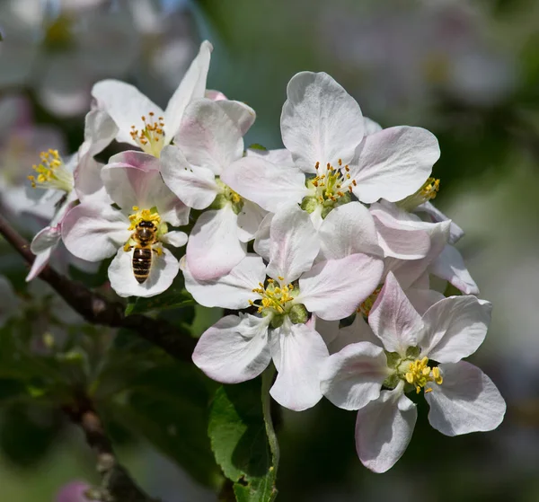 ミツバチはリンゴの花から蜜と花粉を収集します 昆虫のコロニーの生活を支えるだけの蜂蜜の収穫です — ストック写真