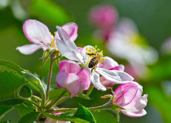 Bin Samlar Nektar Och Pollen Från Äppelblommor Detta Honungsskörden Som — Stockfoto