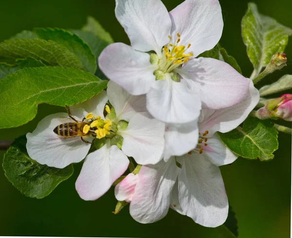 ミツバチはリンゴの花から蜜と花粉を収集します 昆虫のコロニーの生活を支えるだけの蜂蜜の収穫です — ストック写真