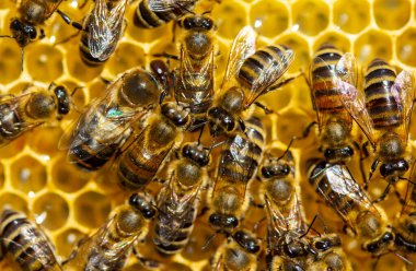 Kovanın içinde, arılar bal peteği yapıp nektarı bala çeviriyorlar..