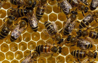      . Akasya balı renkte hafiftir ve mükemmel bir zevke ve tıbbi niteliklere sahiptir..