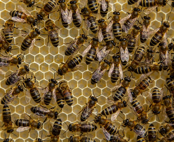 Dentro Colmena Las Abejas Crean Panal Cera Convierten Néctar Miel — Foto de Stock