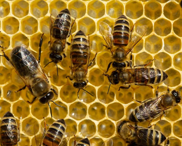 Acacia Honung Ljus Färgen Och Har Utmärkt Smak Och Medicinska — Stockfoto