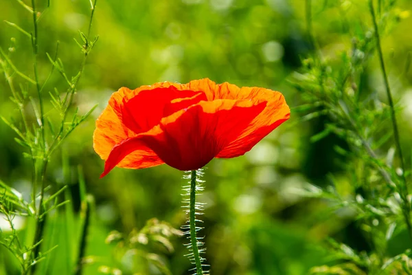 Blooming Red Decorative Poppy Blooming Red Decorative Poppythis Plant Adorns Royalty Free Stock Images