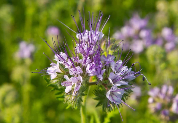 Blomställningen Phacelia Tansy Denna Växt Underbar Honungsväxt Och Grön Gödsel — Stockfoto