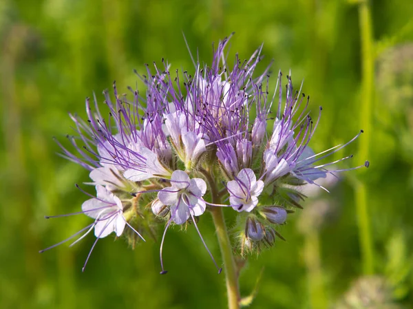 Inflorescence Phacelia Tansy Plant Wonderful Honey Plant Green Manure Stock Picture