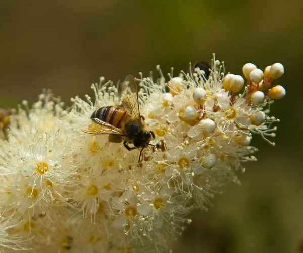 草原の甘い花に蜂 フィリピンのウルマリア スピラエアのウルマリア — ストック写真