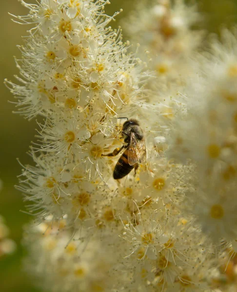 Abeja Flores Pradera Filipendula Ulmaria Spiraea Ulmaria — Foto de Stock