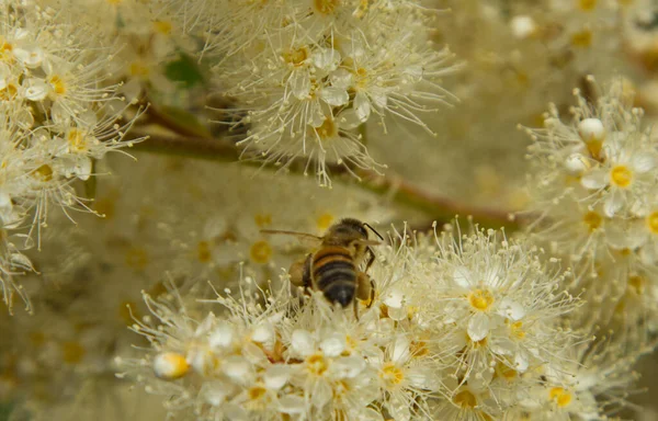 Bijen Weilanden Filipendula Ulmaria Spiraea Ulmaria — Stockfoto