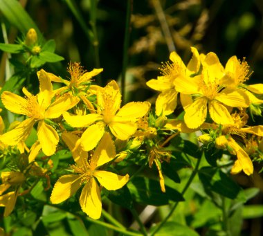 Hypericum bir bitkidir. Ormanın kenarlarında, çayırlarda ve terk edilmiş alanlarda yetişir..