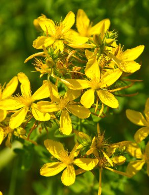 Hypericum bir bitkidir. Ormanların, çayırların ve tarlaların kenarlarında yetişir.