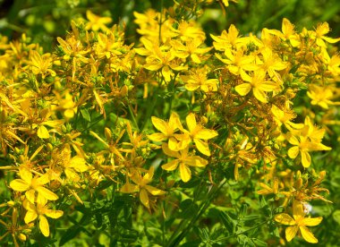 Hypericum bir bitkidir. Ormanın kenarlarında, çayırlarda ve terk edilmiş tarlalarda yetişir..