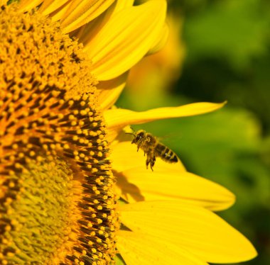 Arı nektar ve polenle çiçek arıyor..