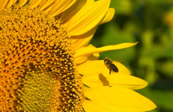 蜂は蜜と花粉のある花を探している — ストック写真