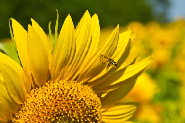 Bij Zoekt Bloemen Met Nectar Stuifmeel — Stockfoto