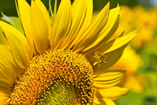 Bee Flies Sunflower Inflorescence — Stock Photo, Image