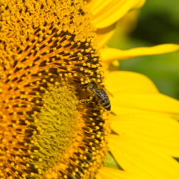 Zonnebloemen Geven Veel Nectar Stuifmeel Dan Insecten Aantrekken — Stockfoto