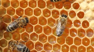 Kovanın içindeki güzellik. Arılar nektarı bala dönüştürür..