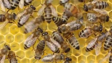 Bal arılarının koloni yaşamı. Çerçevede polenler, nektar, bal, larva ve kovanlara taşınan gelişmekte olan böceklerin kozaları yer alıyor.. 